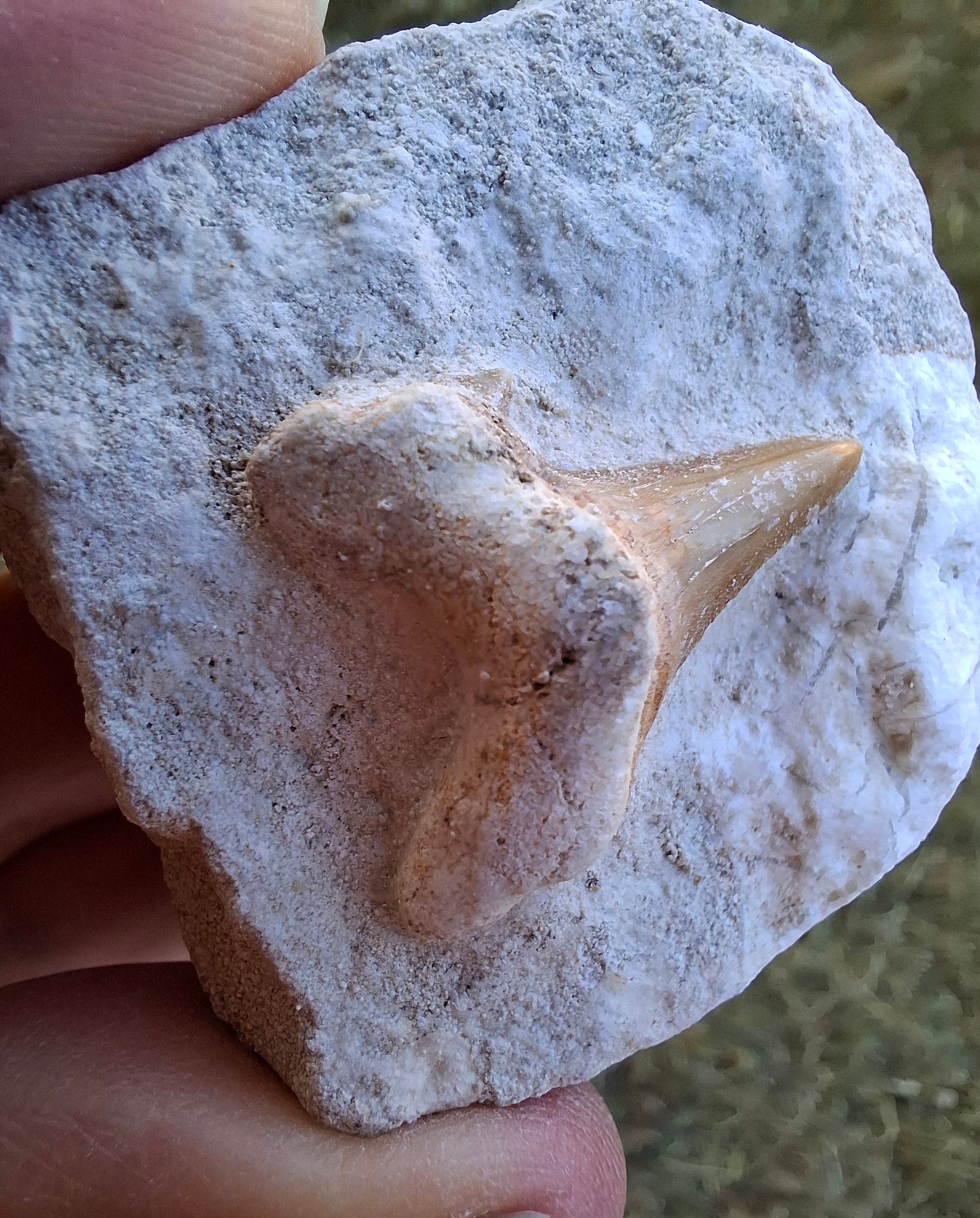 Otodus Shark Tooth in Rock, Fossil (Ref: OT2)