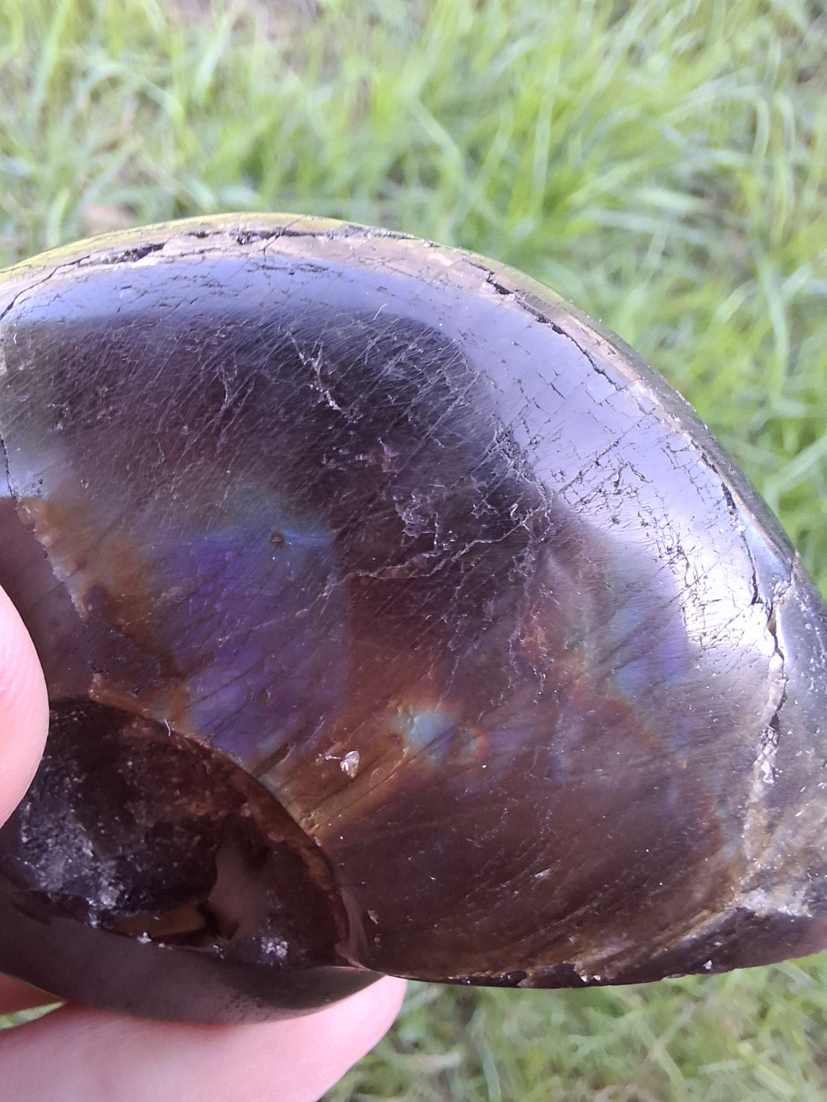 Labradorite Ammonite Carving, 89.31g, Crystal (Ref: laba6)