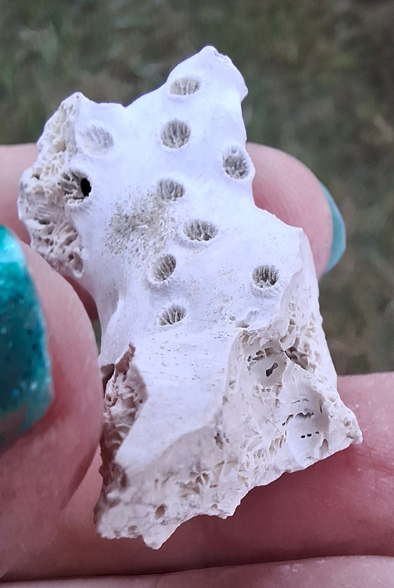 Fossil Coral, (Ref: FC4)