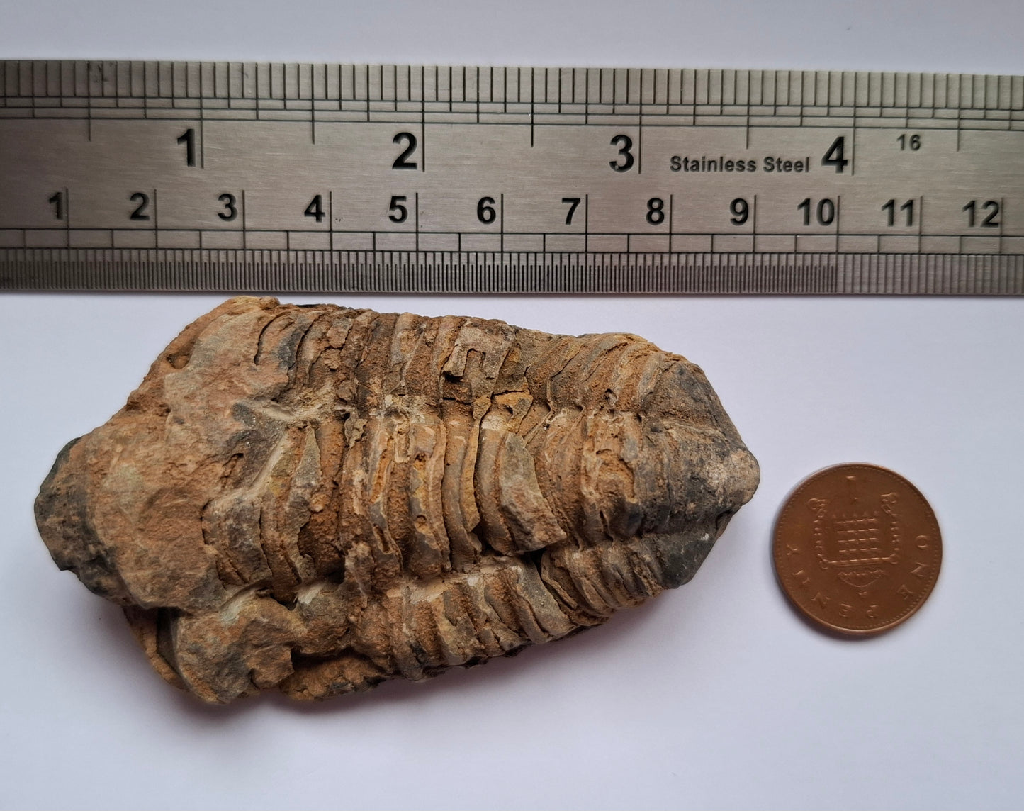 Trilobite (Flexicalymene), 62.33g, Fossil (Ref: TR2)