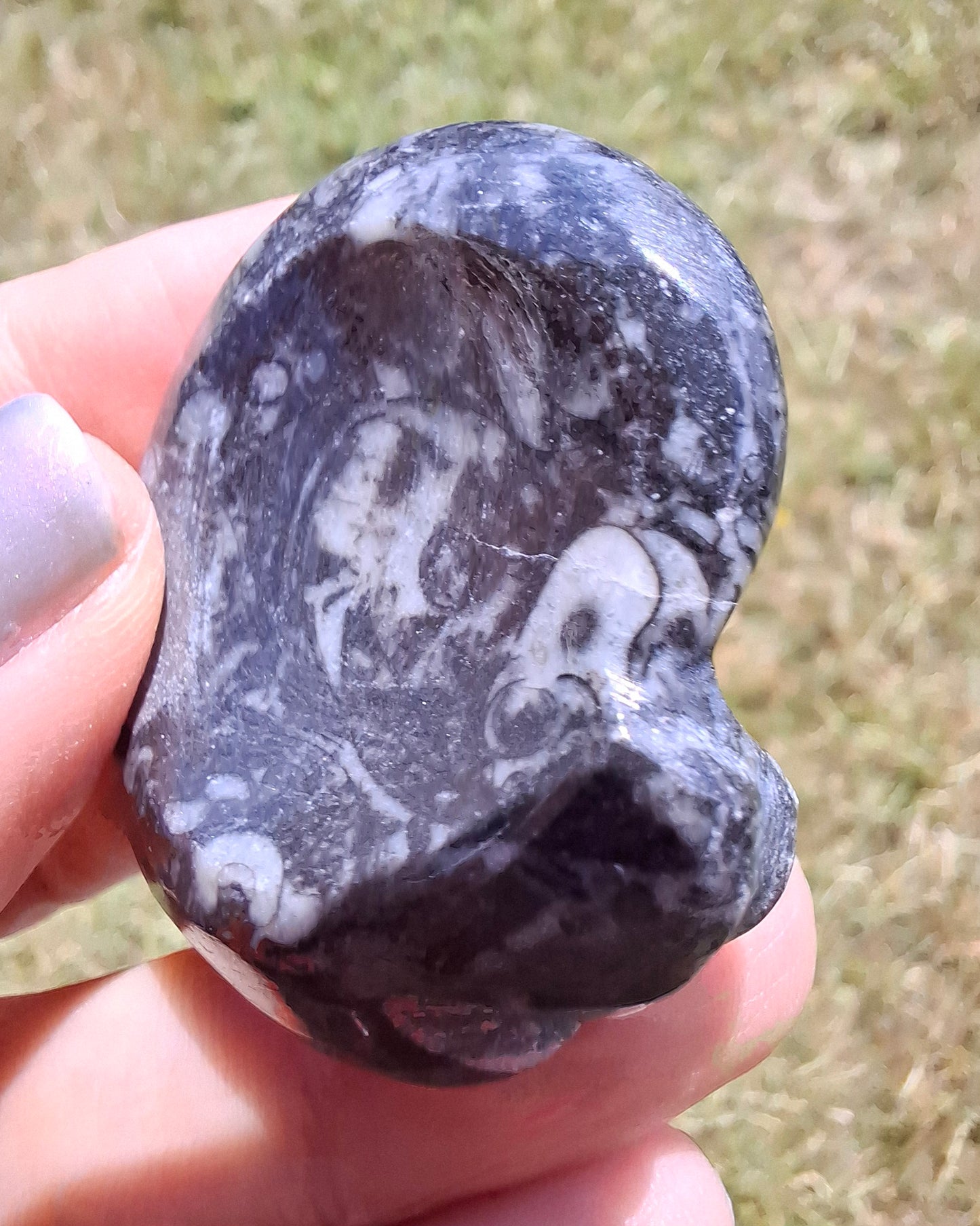 Goniatite, Fossil (Ref: GA2)