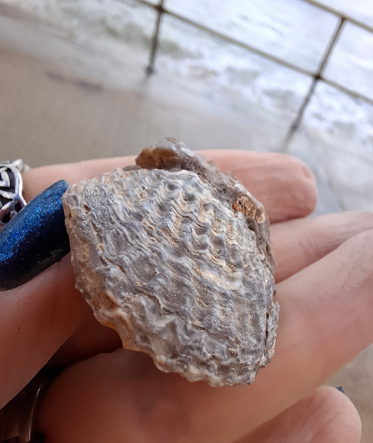 Chalcedony Oyster, Fossil (Ref: FO10)