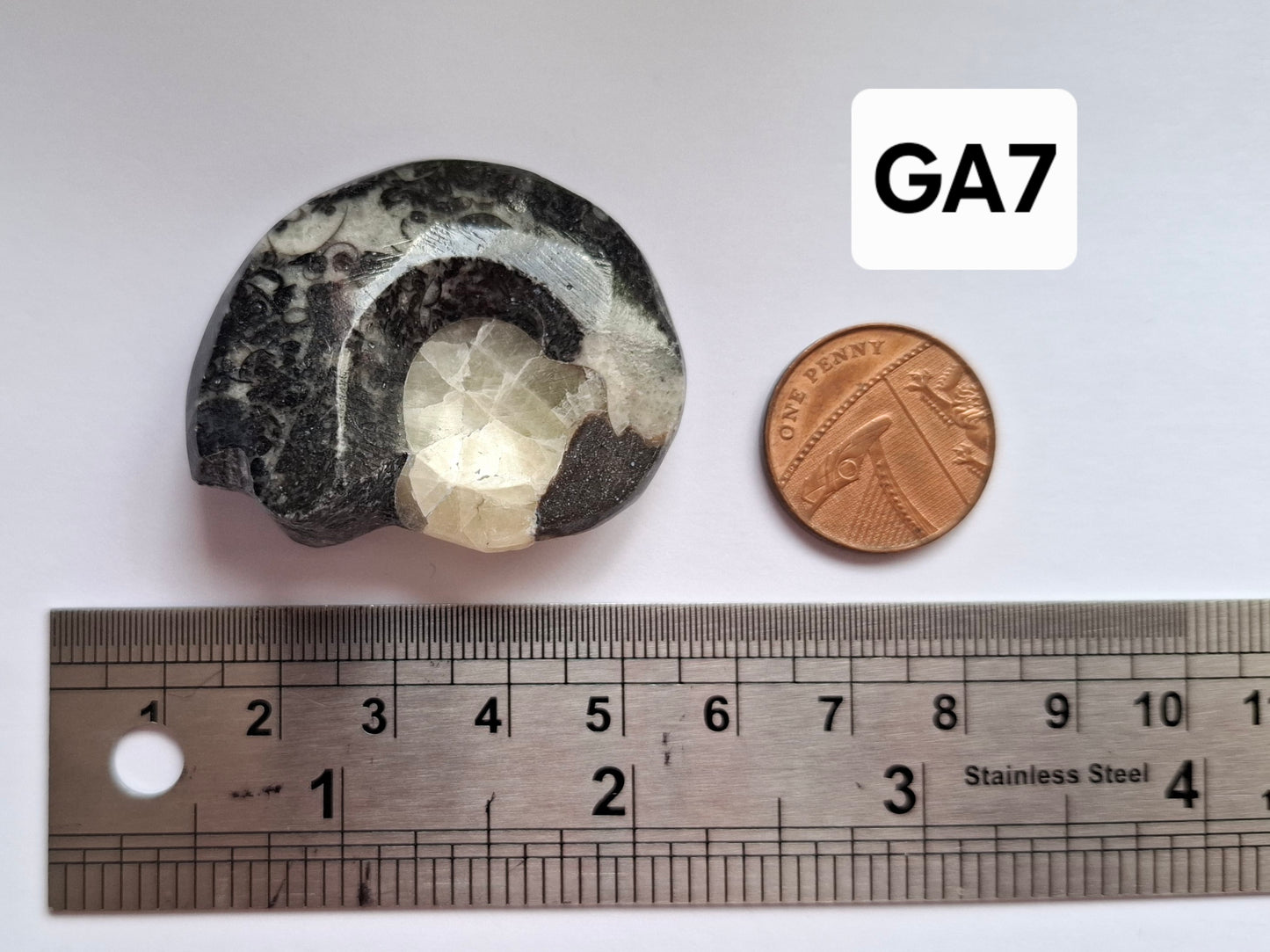 Goniatite, Fossil (Ref: GA7)