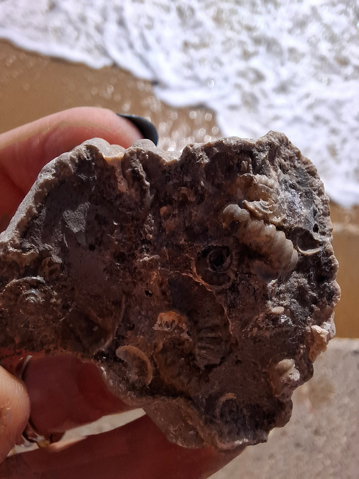 Ammonite Cluster, Fossil (Ref: ACL1)
