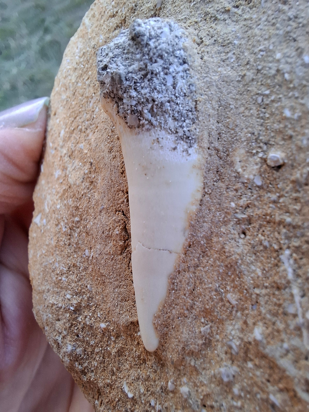 Enchodus Sabre Tooth, Fossil (Ref: ES6)