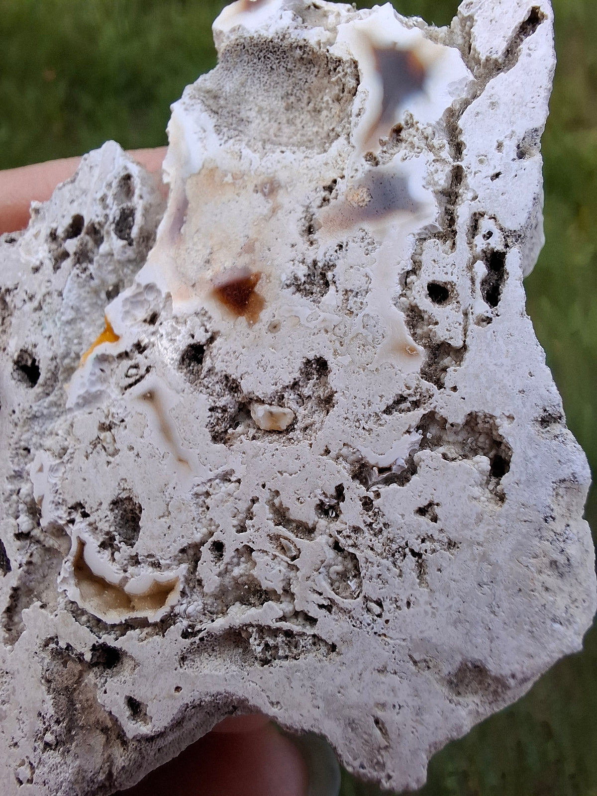 Fossilised Coral replaced by Chalcedony/Agate, Fossil (Ref: FCA1)