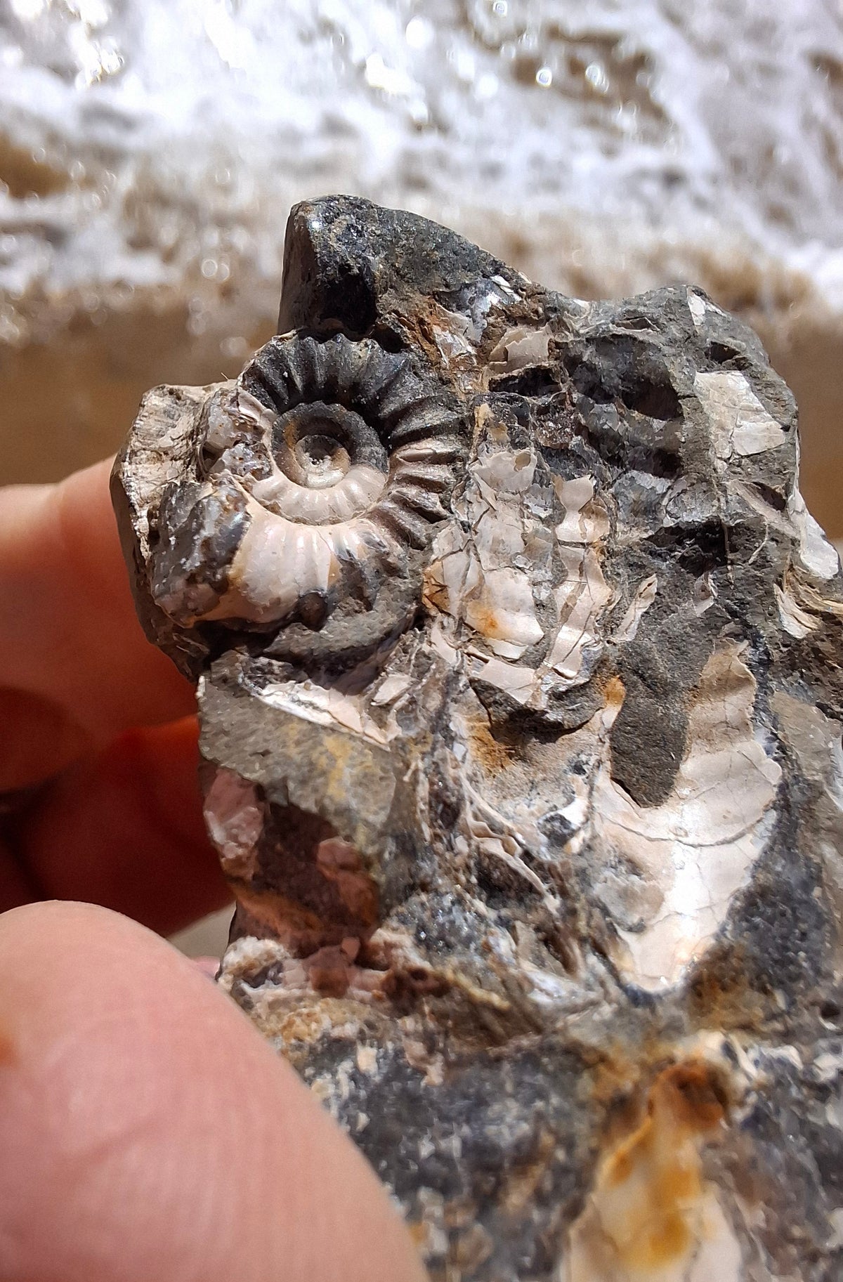 Ammonite Cluster, Fossil (Ref: ACL3)