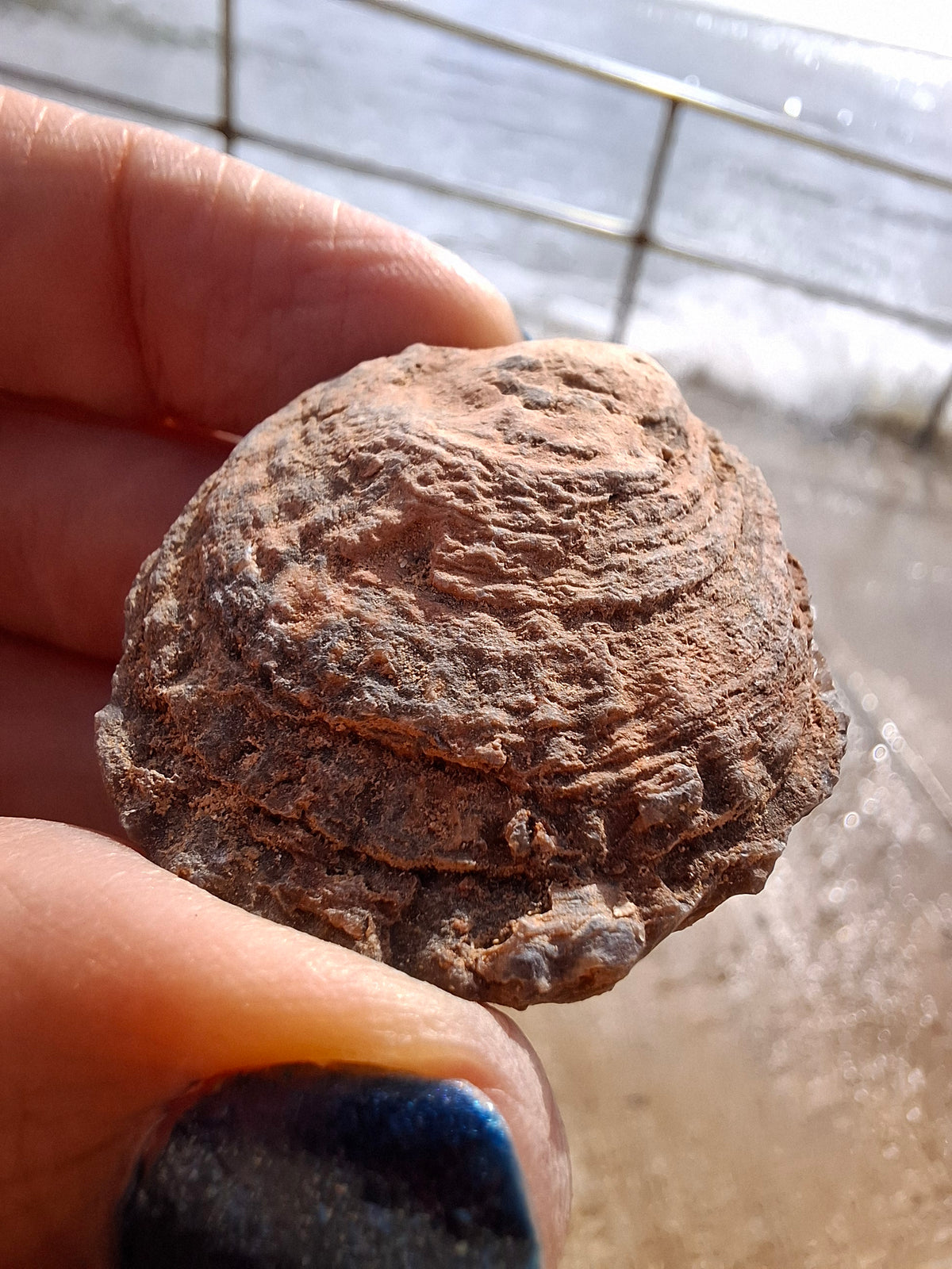 Chalcedony Oyster, Fossil (Ref: FO9)