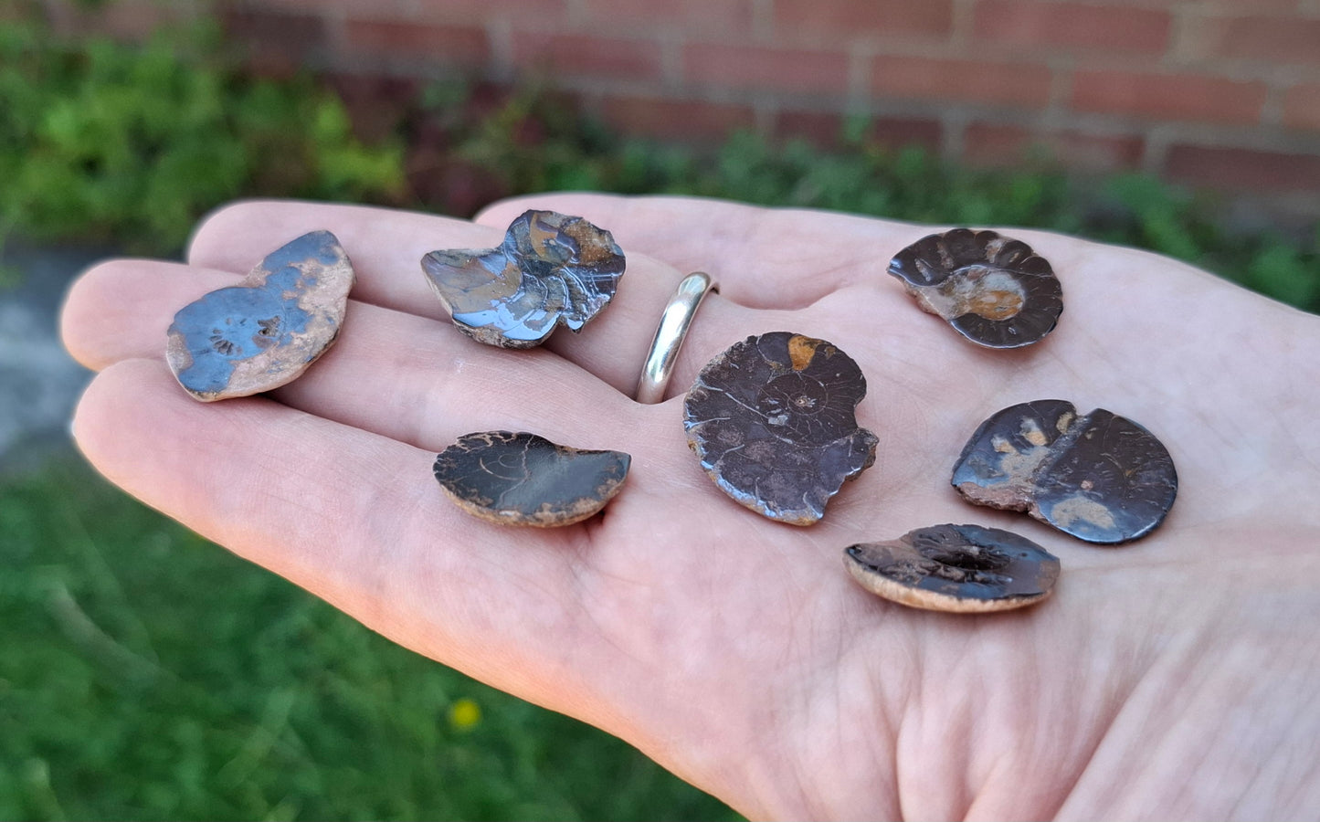 Small Haematite Ammonite Halves BUNDLE, (7 pcs), Fossil (Ref: MA13)