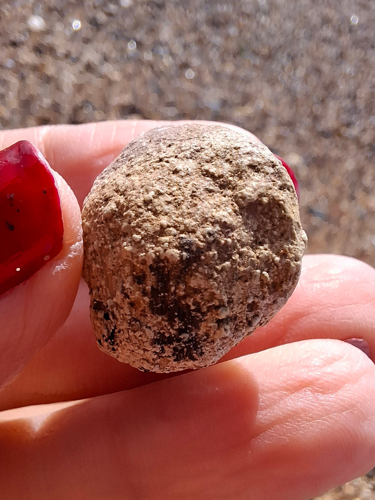 Sauropod Dinosaur Coprolite, 7.32g, Fossil (Ref: DP4)