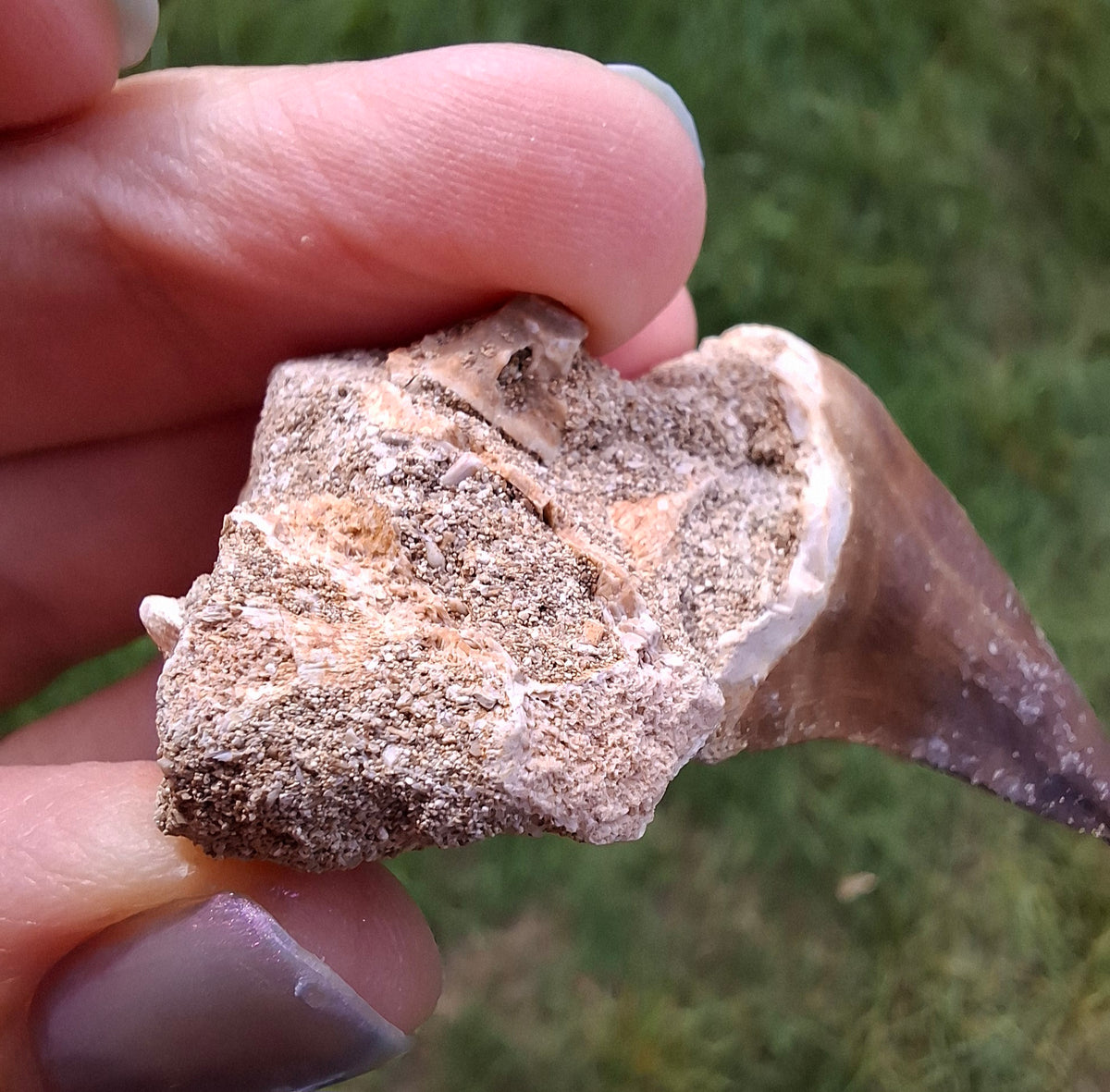 Mosasaurus Tooth with matrix, Fossil, (Ref: MTM1)