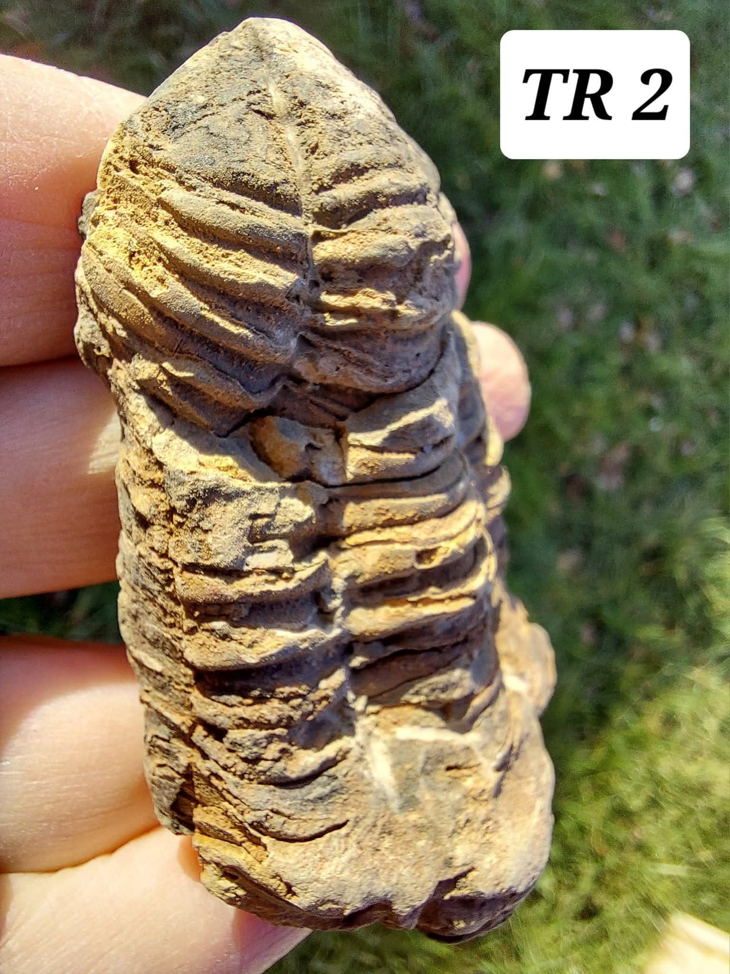 Trilobite (Flexicalymene), 62.33g, Fossil (Ref: TR2)
