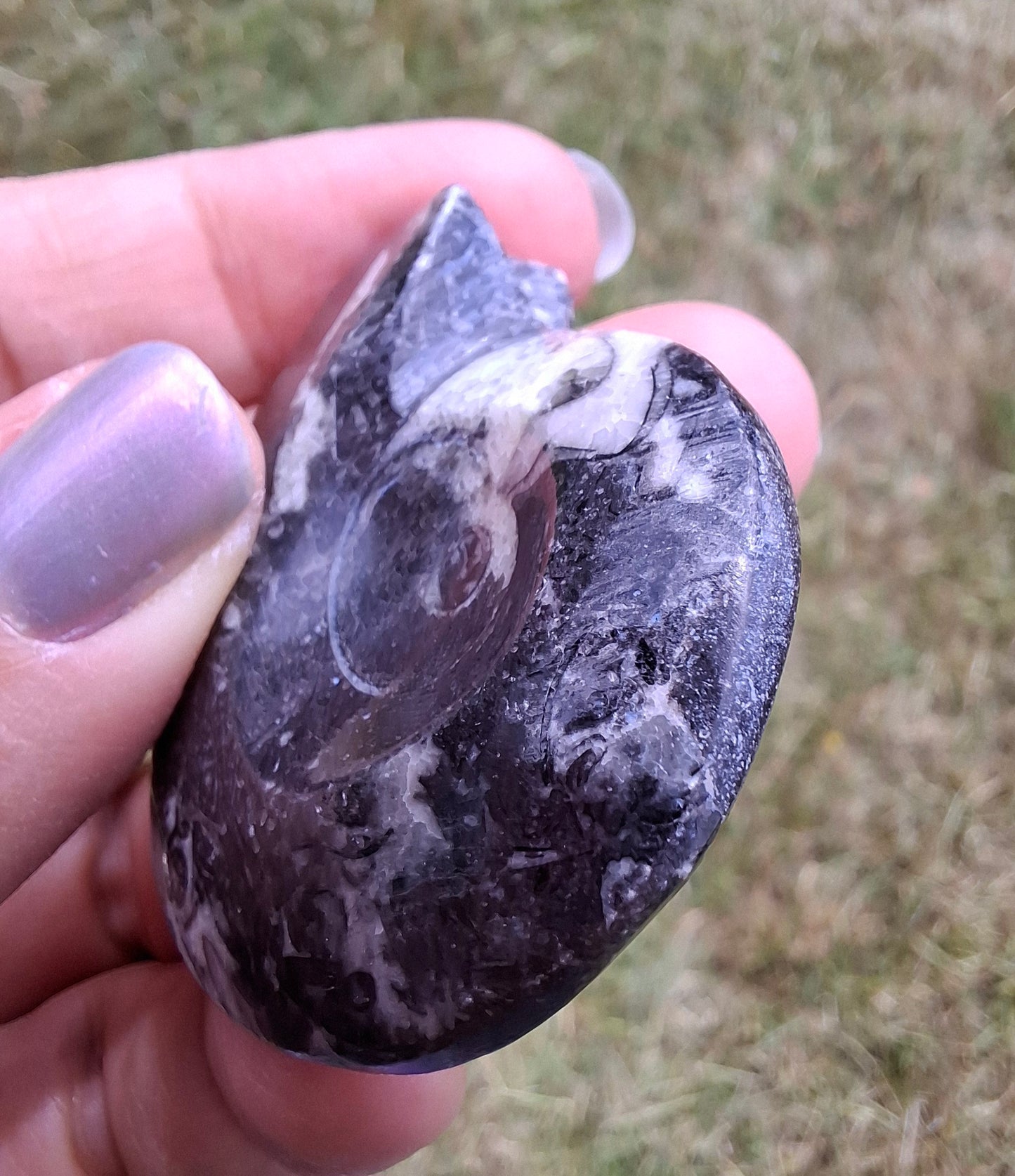 Goniatite, Fossil (Ref: GA5)