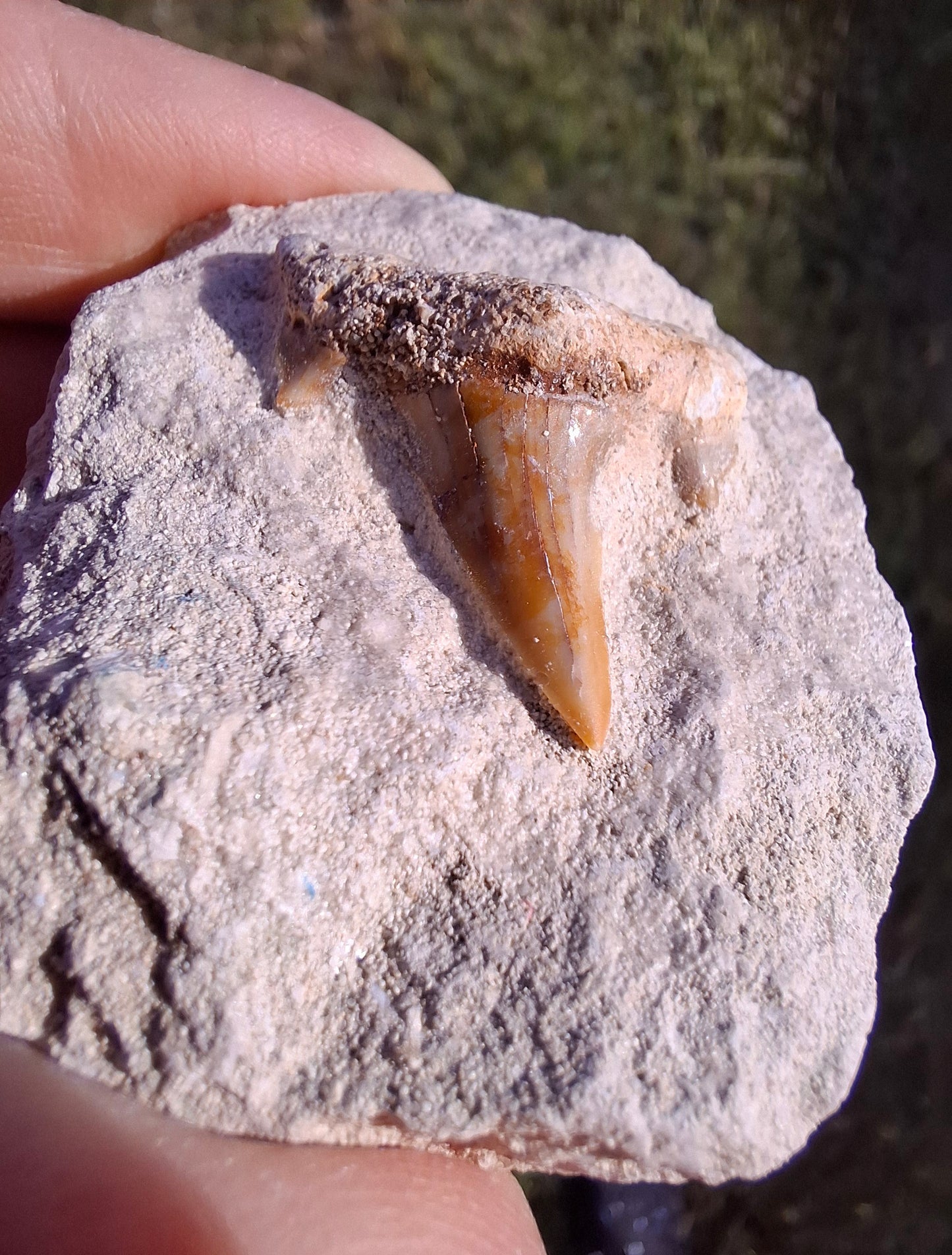 Otodus Shark Tooth in rock, Fossil (Ref: OT1)