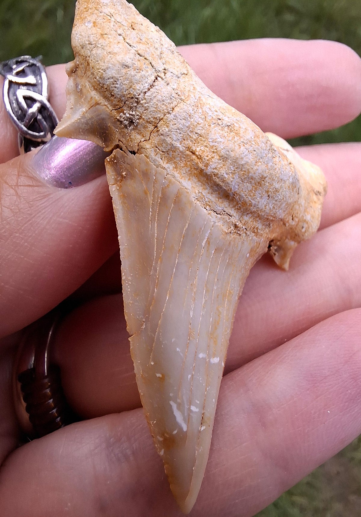 Otodus Shark Tooth, Fossil (Ref: OT6)