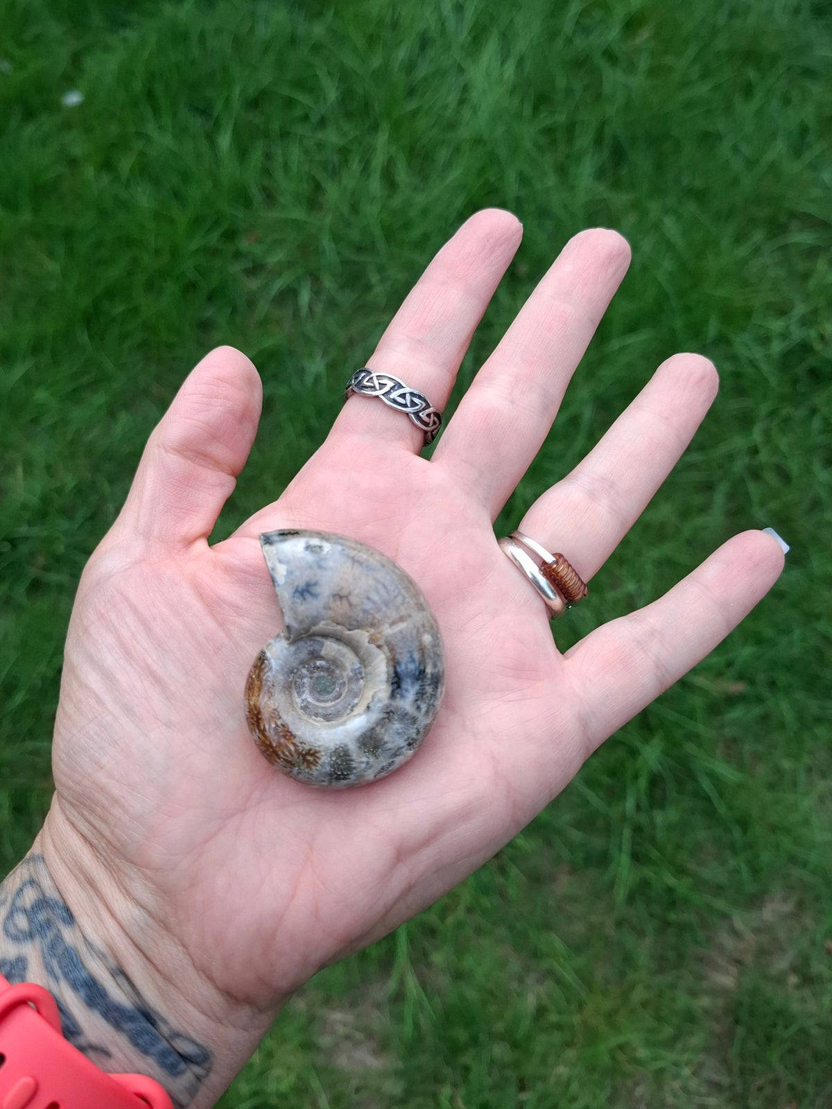 Polished Ammonite, Fossil (Ref: AMM1)