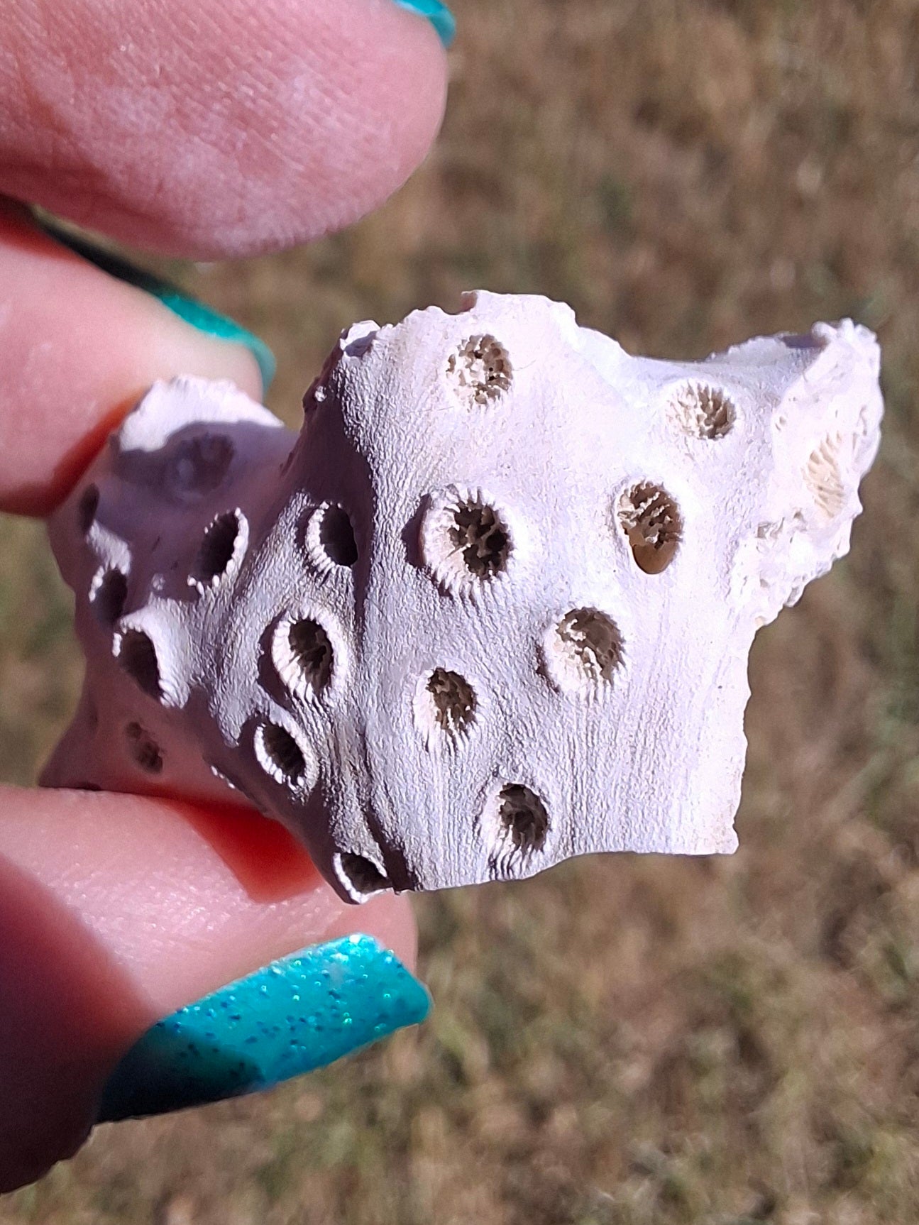 Fossil Coral, (Ref: FC4)