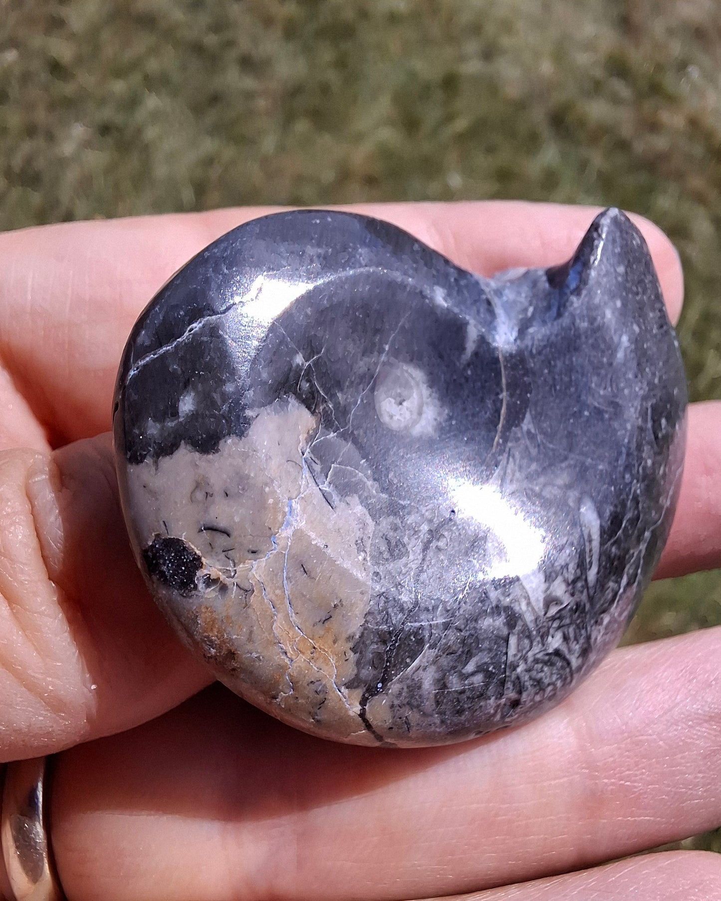Goniatite, Fossil (Ref: GA9)