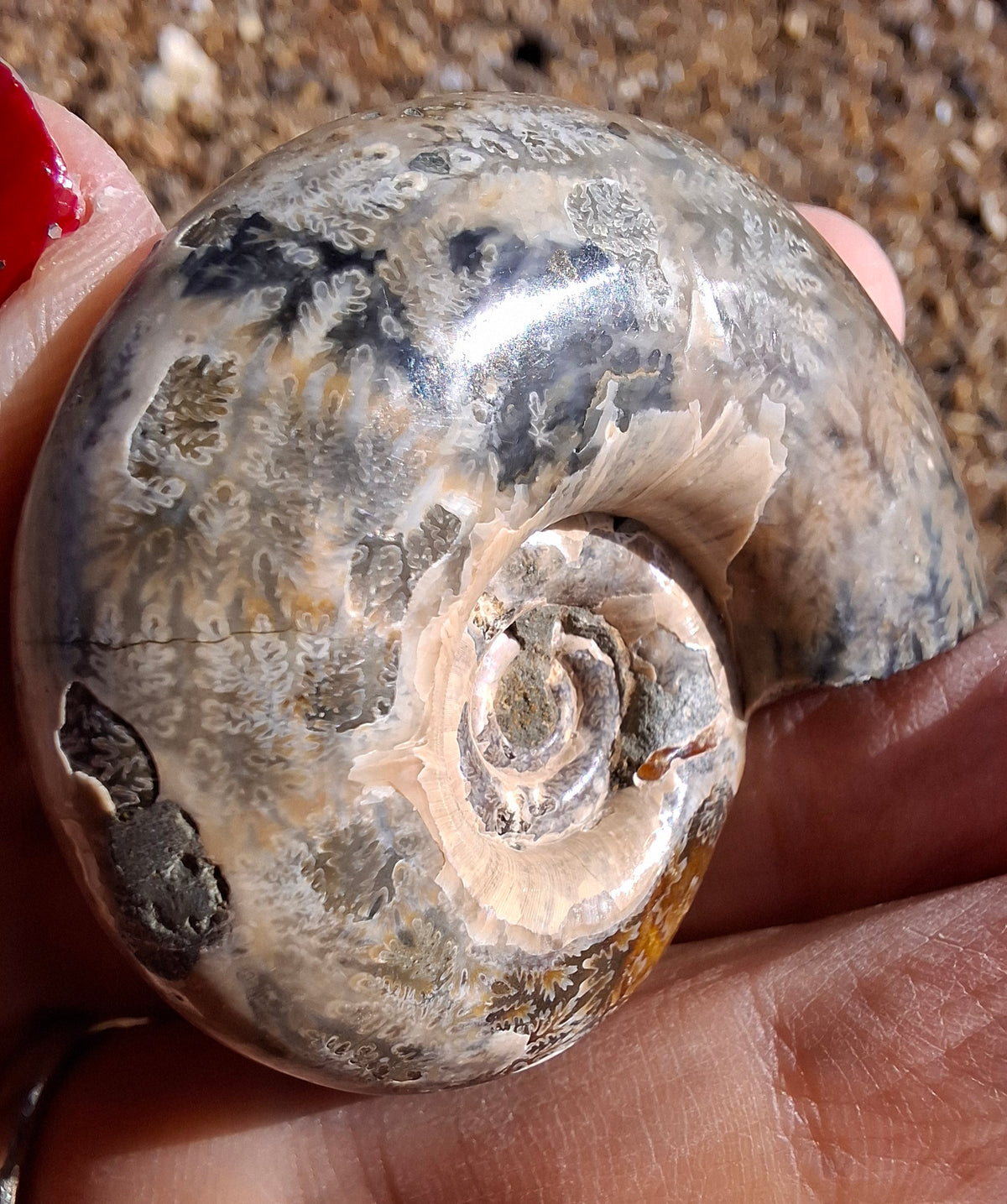 Polished Ammonite, Fossil (Ref: AMM1)