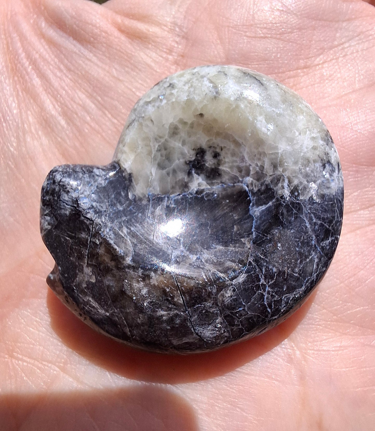 Goniatite, Fossil (Ref: GA3)