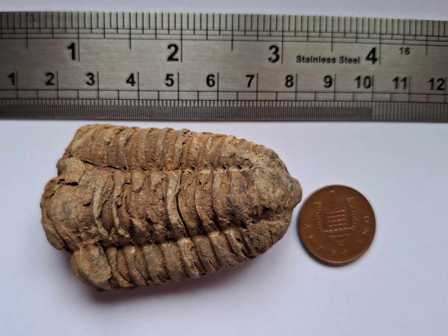 Trilobite (Flexicalymene), 47.00g, Fossil (Ref: TR1)