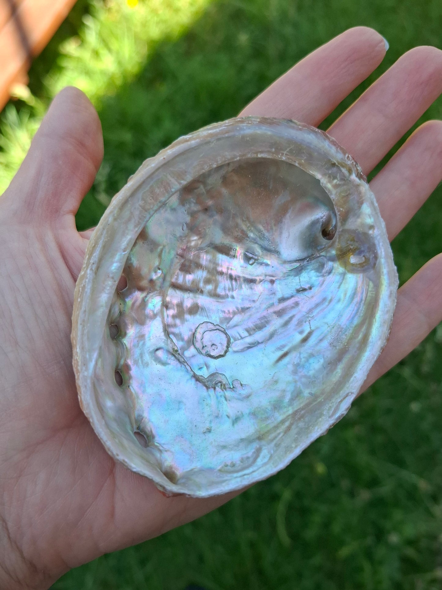 Abalone Shell, (Ref: SH2)