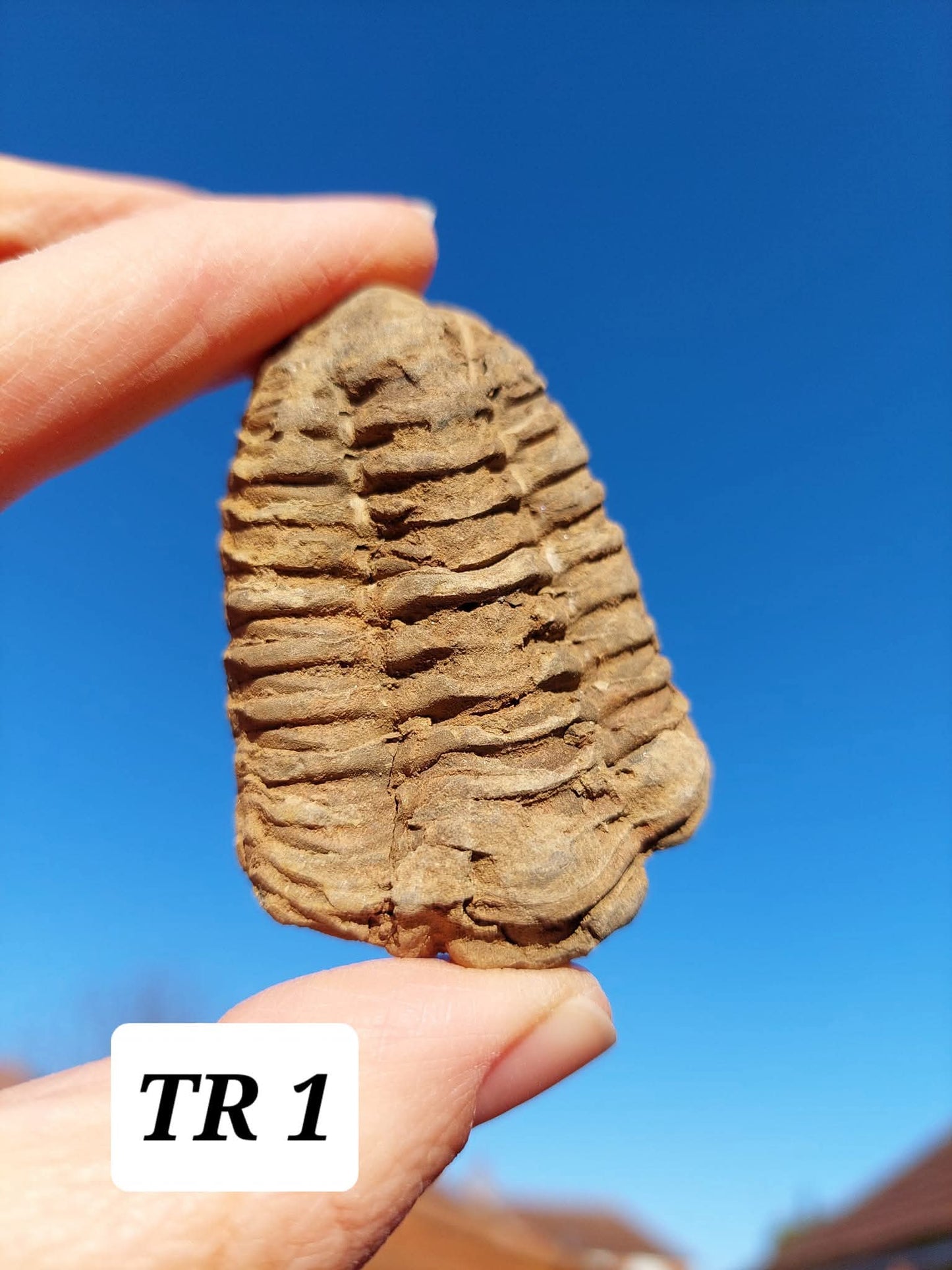 Trilobite (Flexicalymene), 47.00g, Fossil (Ref: TR1)