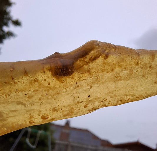 Copal Young Amber with INSECTS inside, 18.29g, Fossil (Ref: CA33)