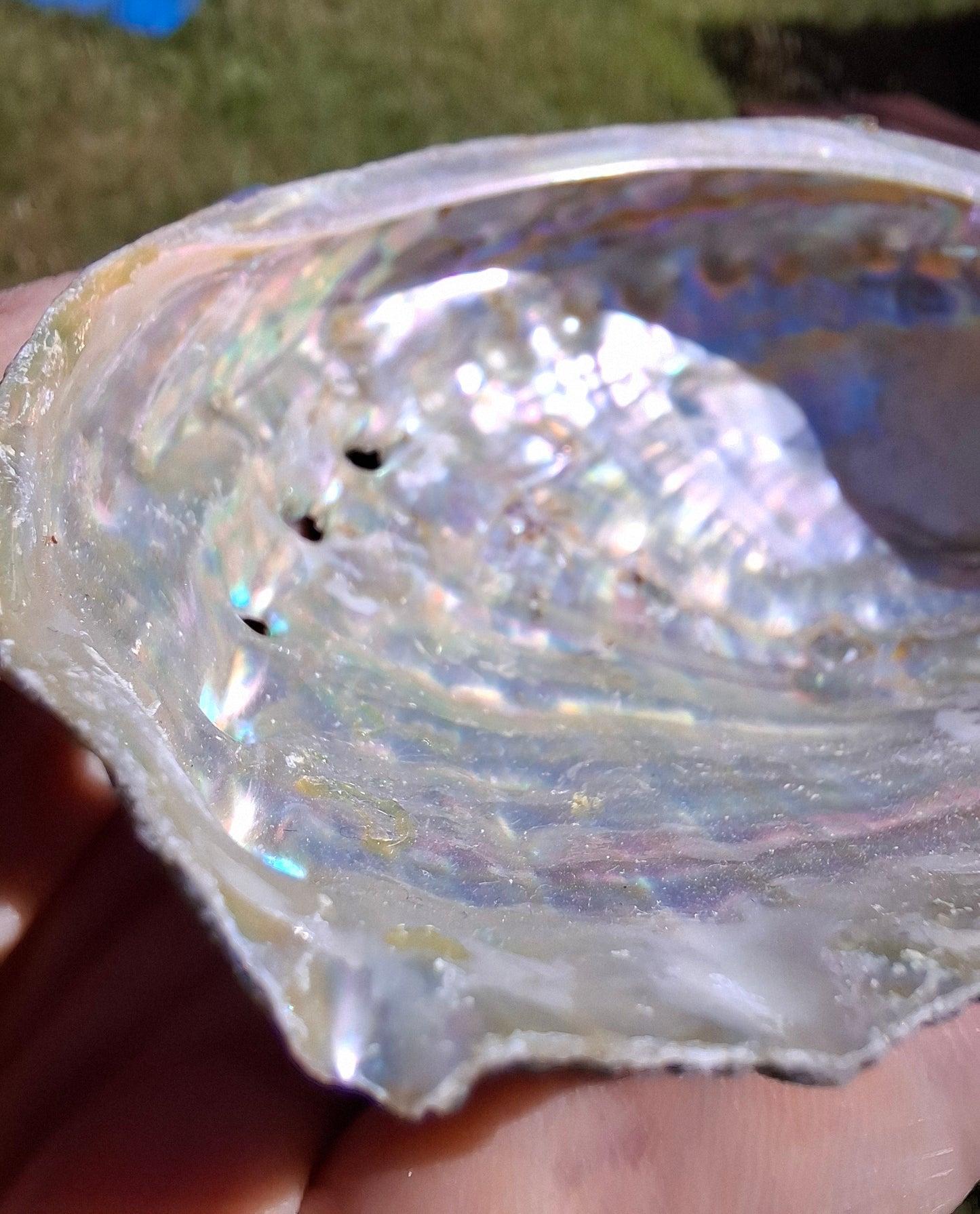 Abalone Shell, (Ref: SH1)