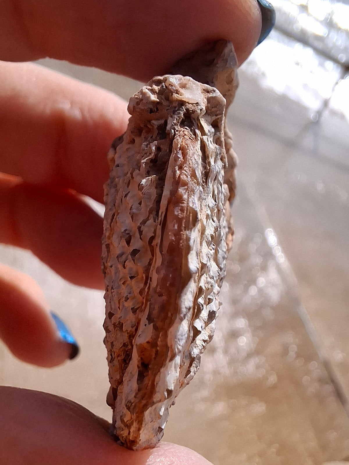 Chalcedony Oyster, Fossil (Ref: FO1)