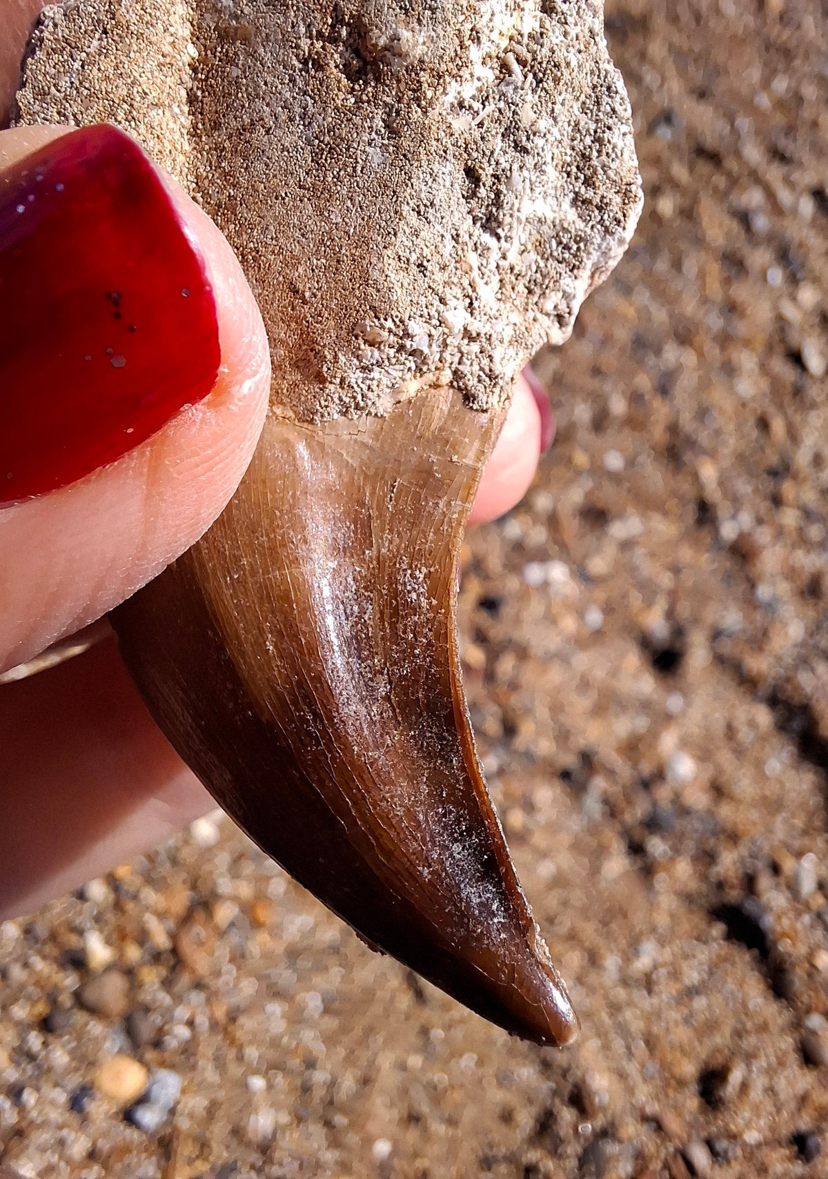 Mosasaurus Tooth with matrix, Fossil, (Ref: MTM1)