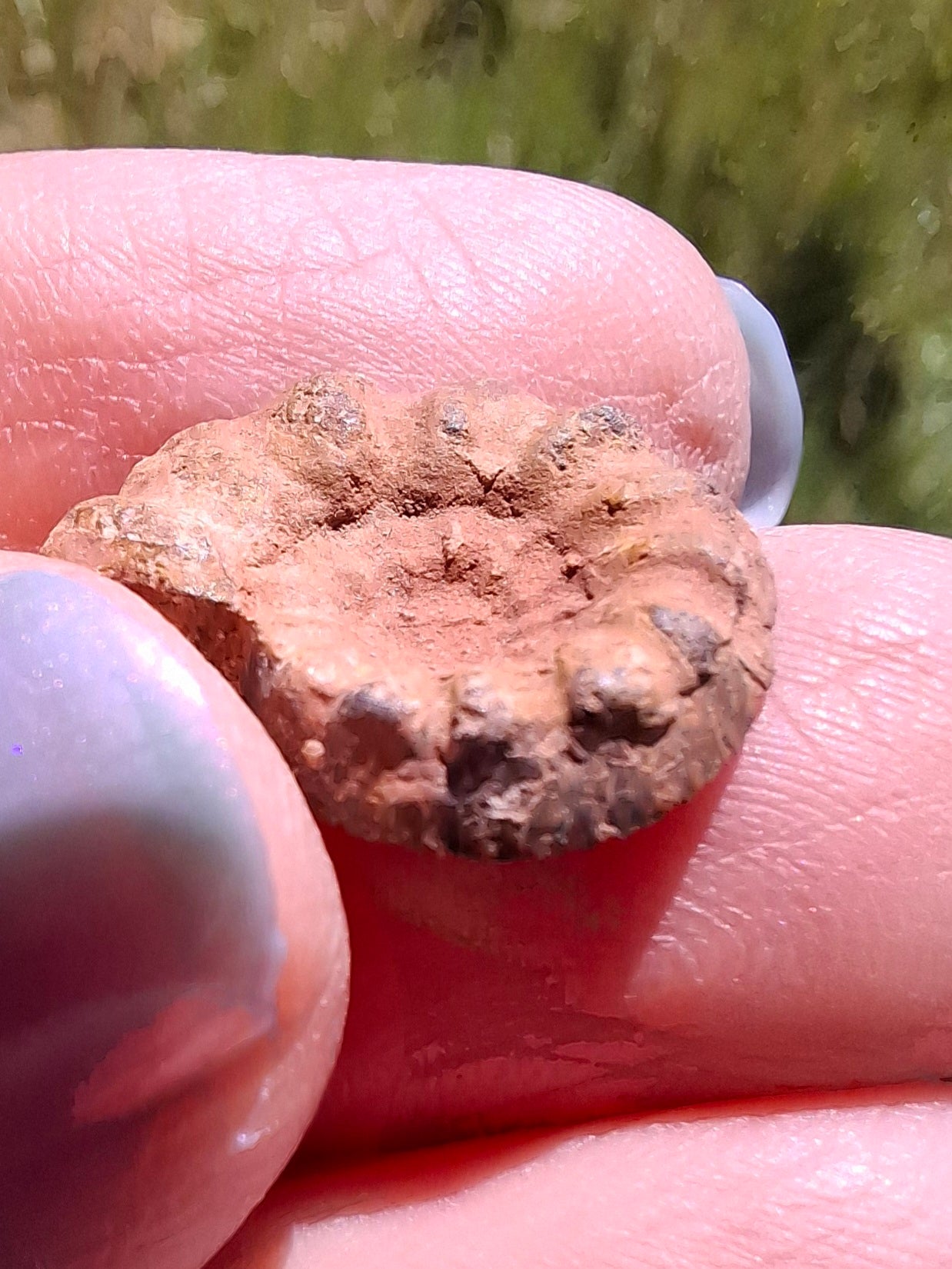 Small Haematite Ammonite HALF, 1.41g, Fossil (Ref: MA6)
