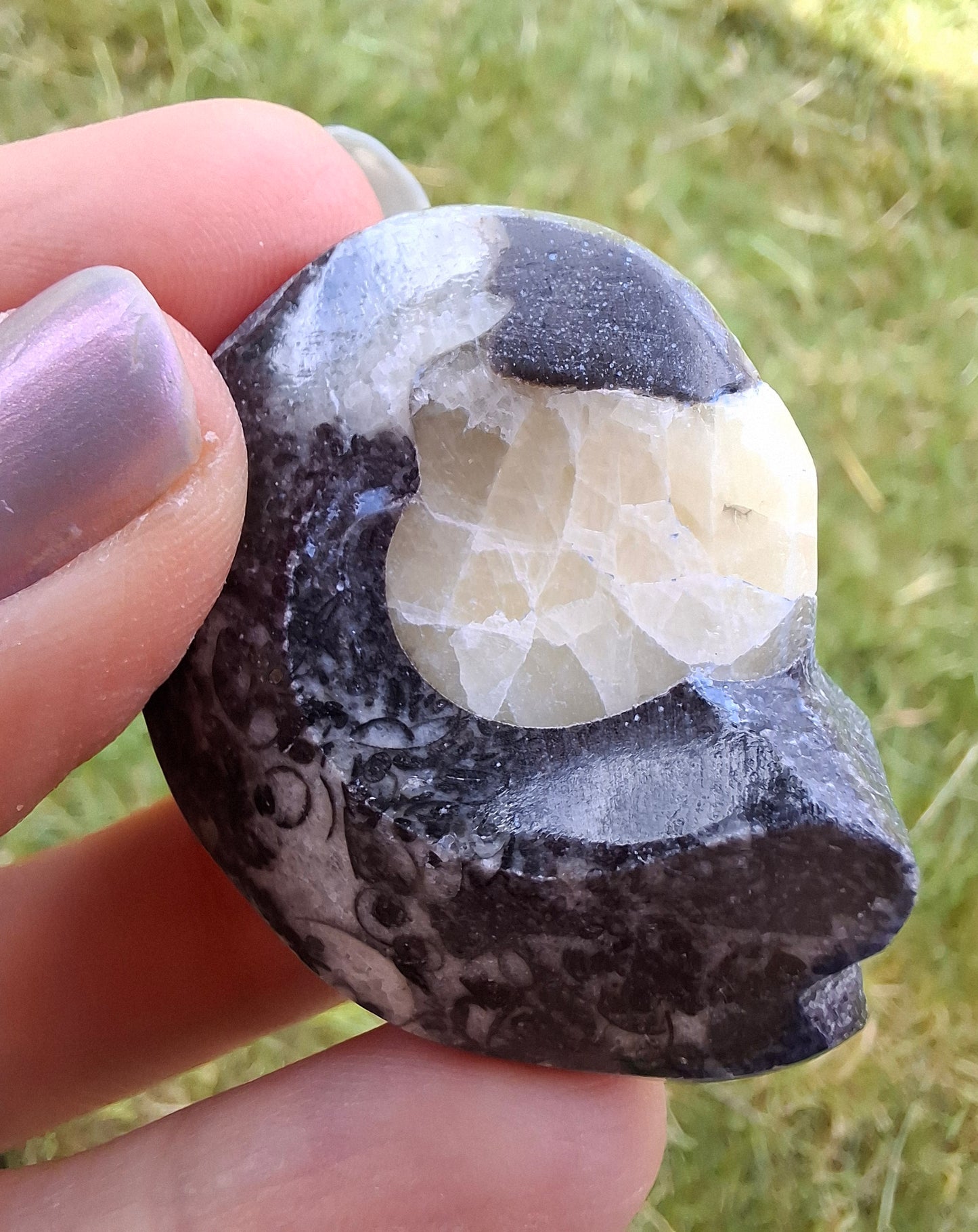Goniatite, Fossil (Ref: GA7)