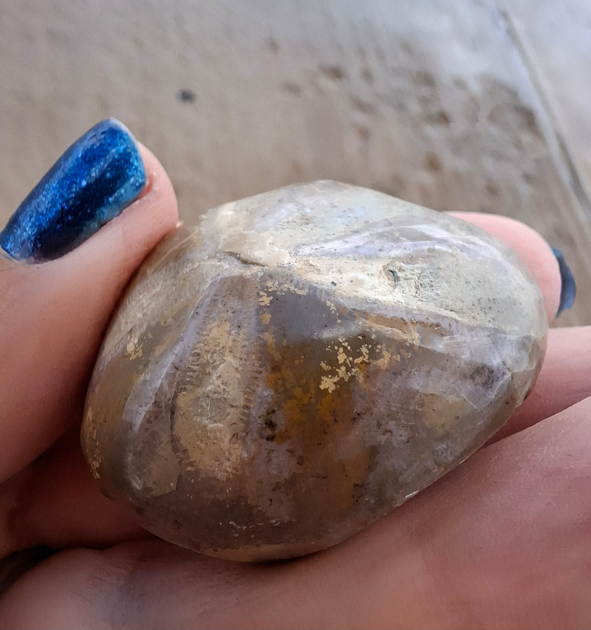 Polished Sea Urchin, Fossil (Ref: SU5)