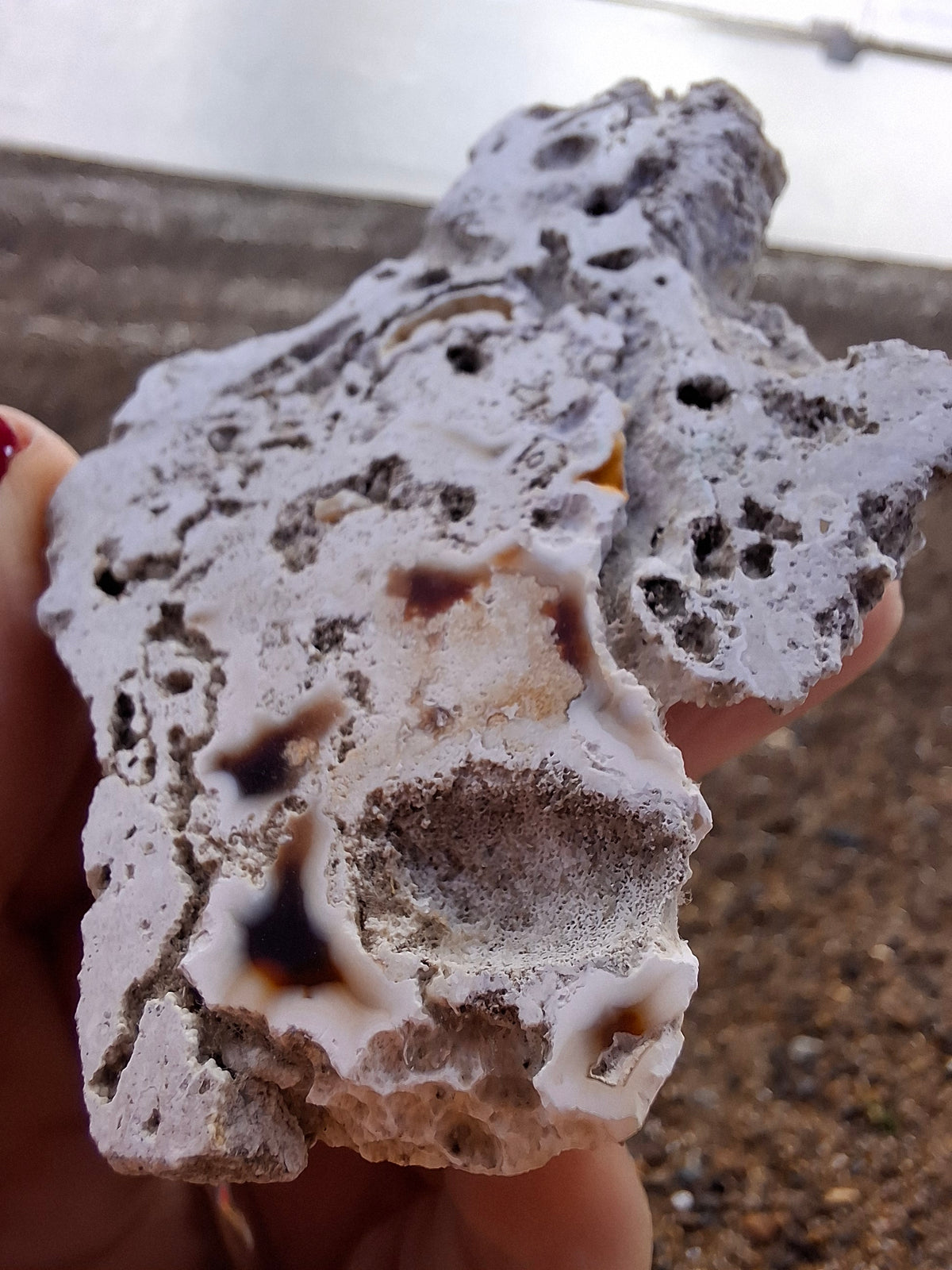 Fossilised Coral replaced by Chalcedony/Agate, Fossil (Ref: FCA1)