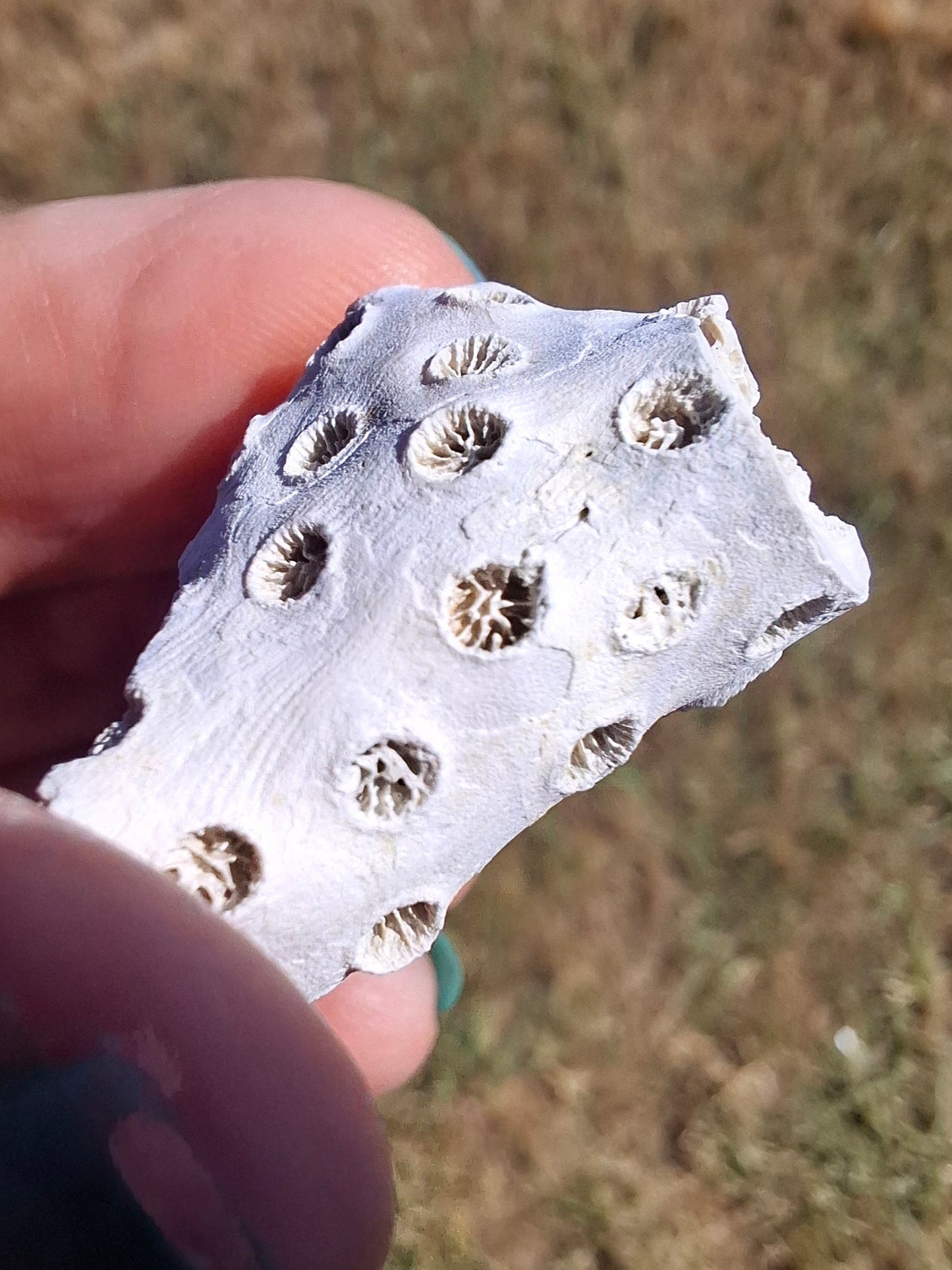 Fossil Coral, (Ref: FC1)