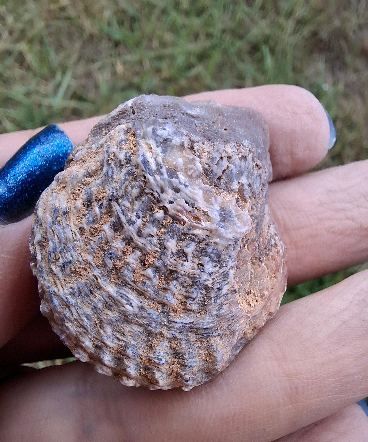 Chalcedony Oyster, Fossil (Ref: FO10)