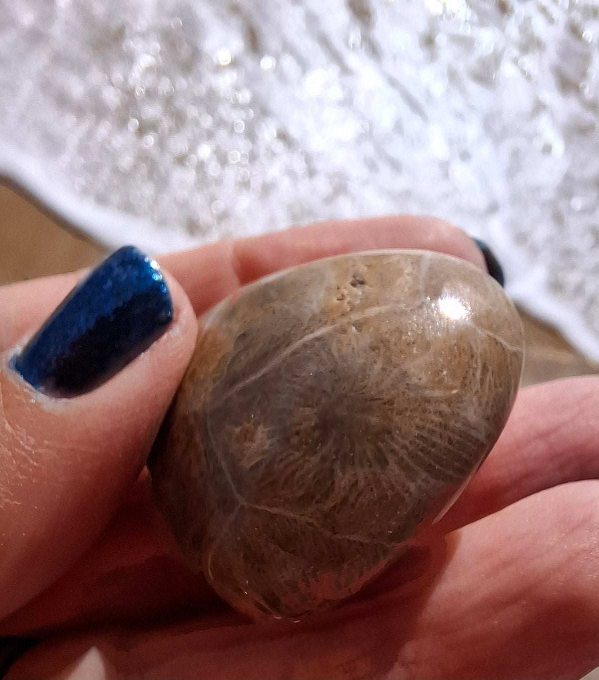 Fossil Coral Heart (Ref: CoH3)