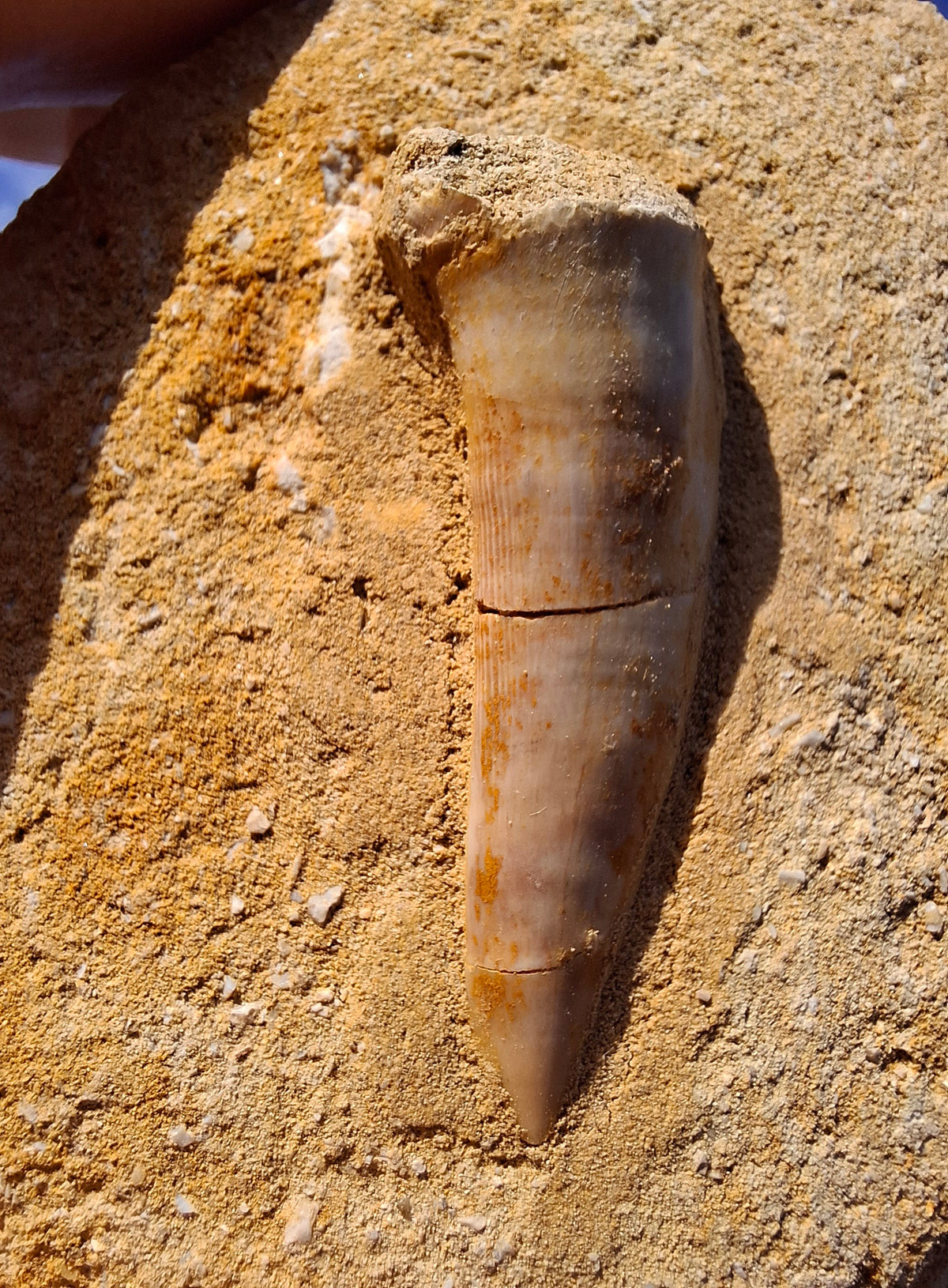 Enchodus Sabre Tooth, Fossil (Ref: ES5)