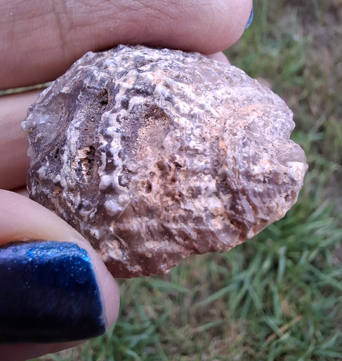 Chalcedony Oyster, Fossil (Ref: FO7)