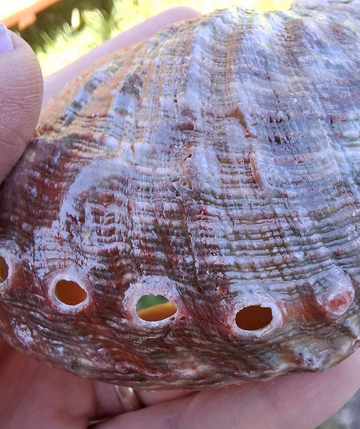 Abalone Shell, (Ref: SH3)