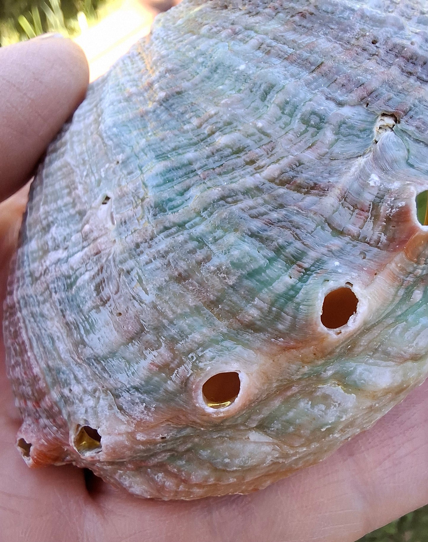 Abalone Shell, (Ref: SH2)