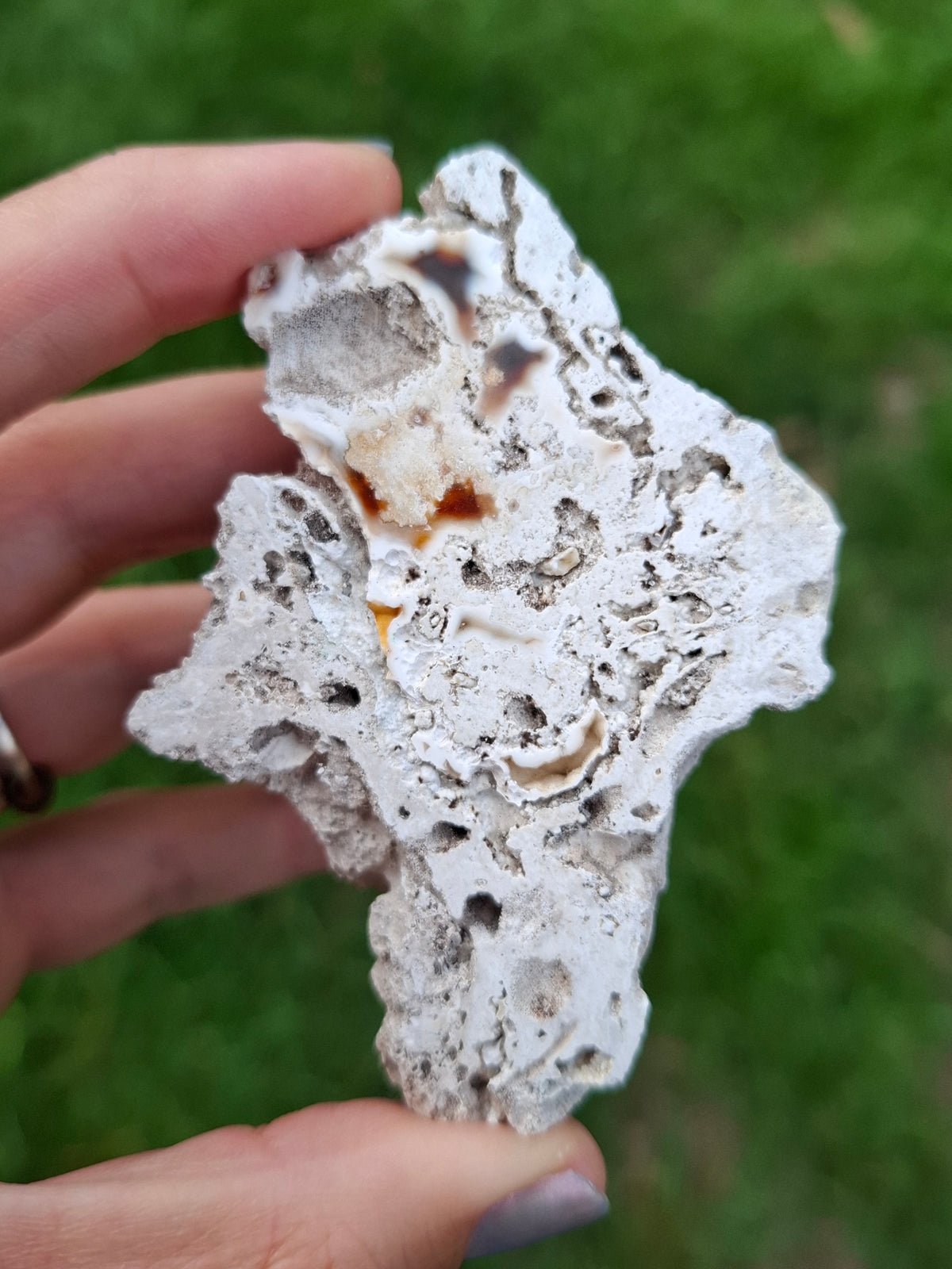 Fossilised Coral replaced by Chalcedony/Agate, Fossil (Ref: FCA1)
