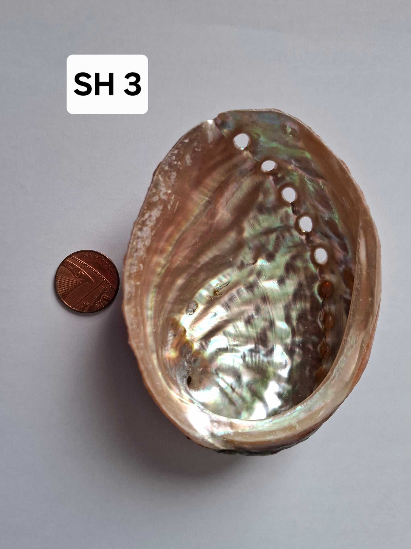 Abalone Shell, (Ref: SH3)