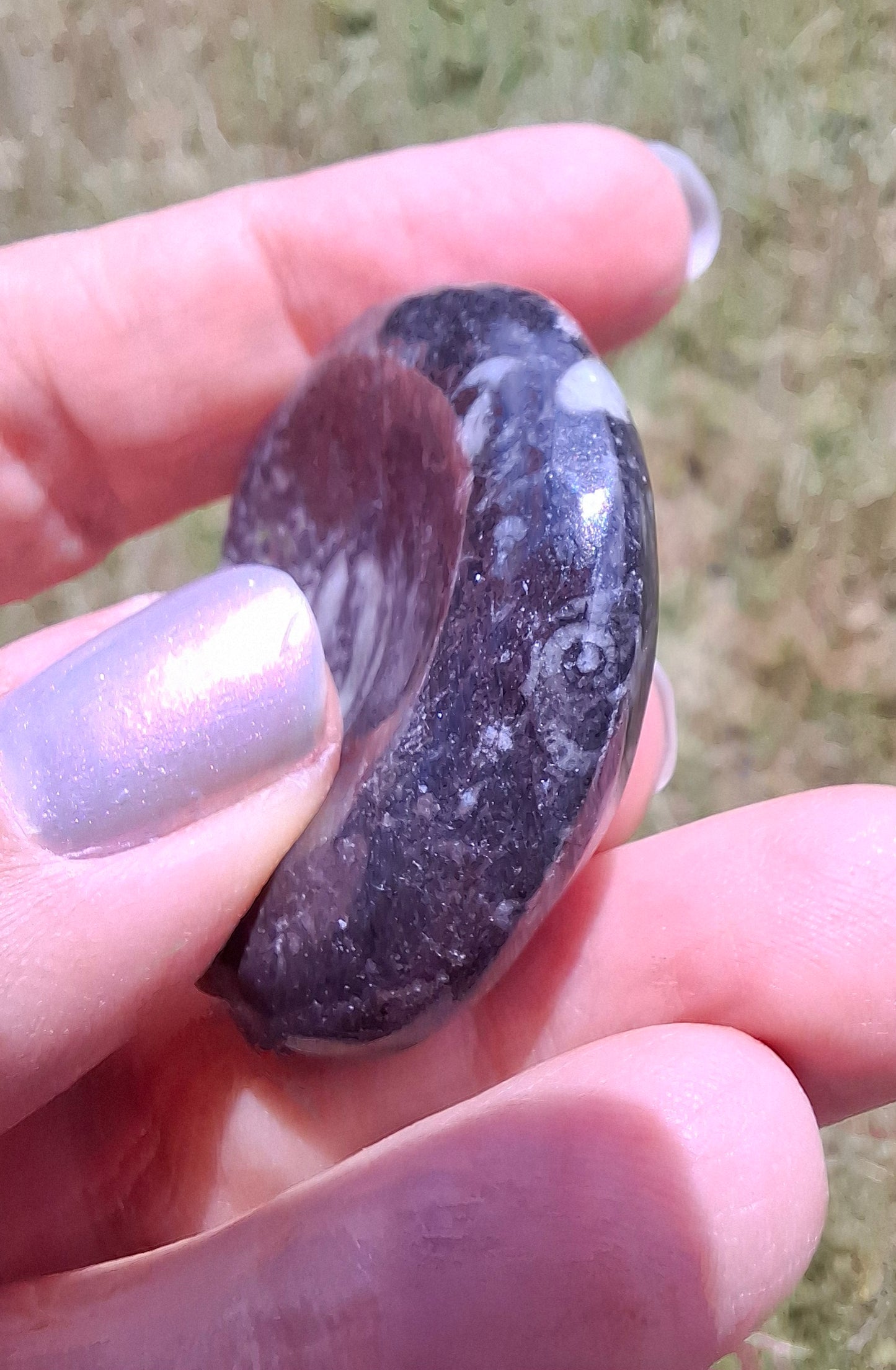 Goniatite, Fossil (Ref: GA2)