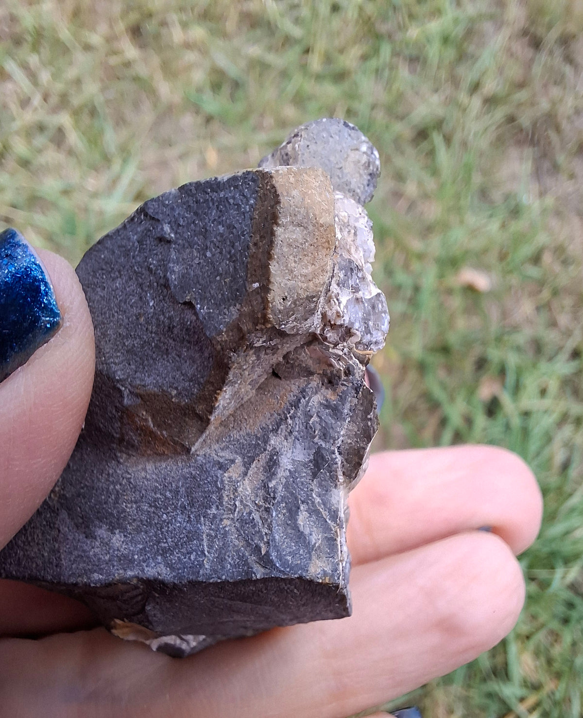 Ammonite Cluster, Fossil (Ref: ACL3)