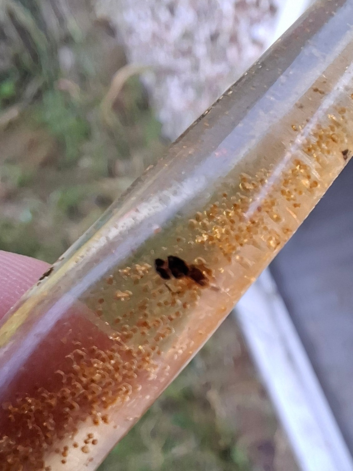 Copal Young Amber with INSECTS inside, 5.46g, Fossil (Ref: CA36)