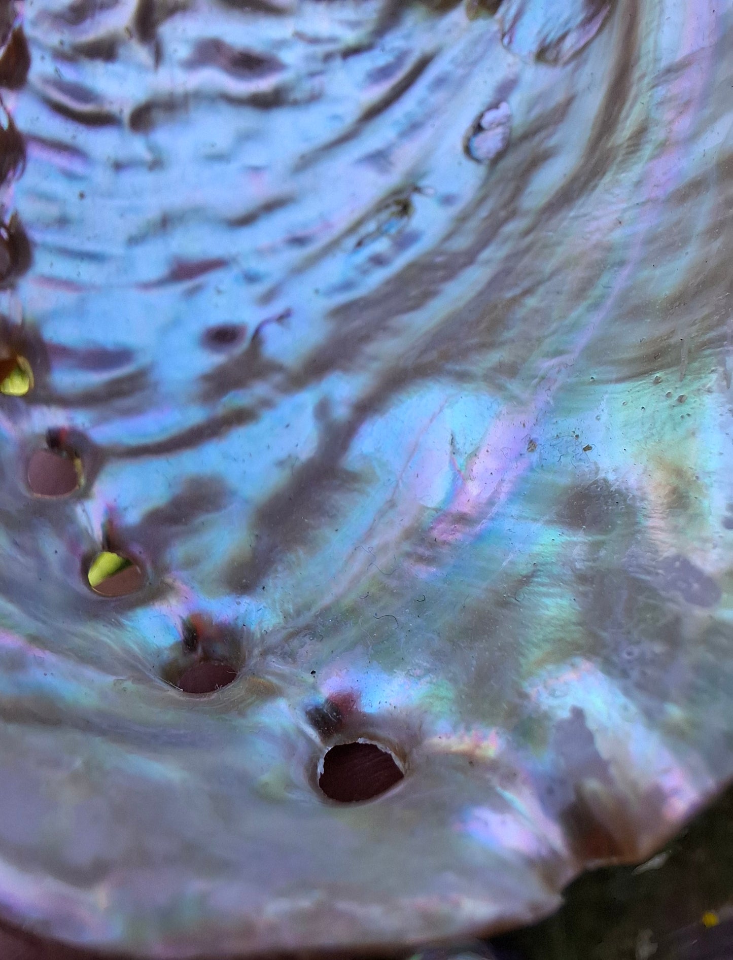 Abalone Shell, (Ref: SH3)
