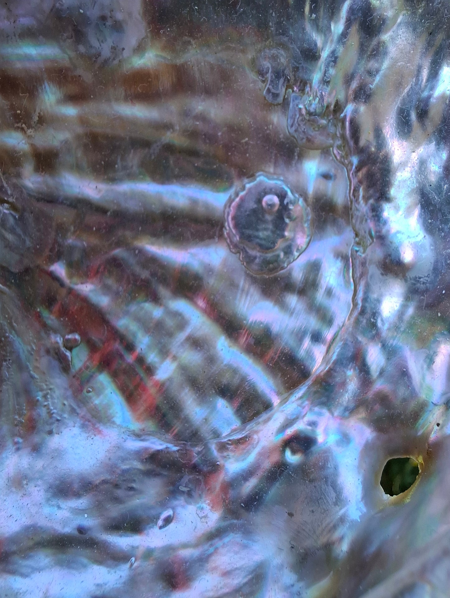 Abalone Shell, (Ref: SH2)