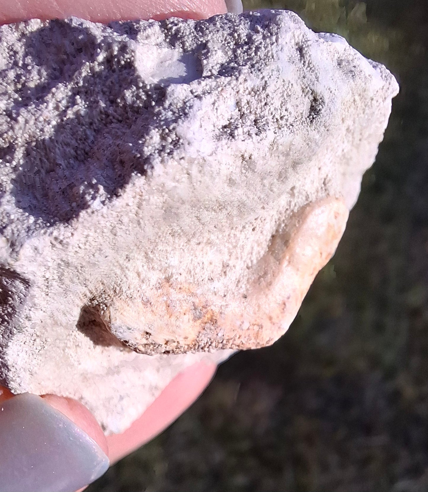 Otodus Shark Tooth in rock, Fossil (Ref: OT1)